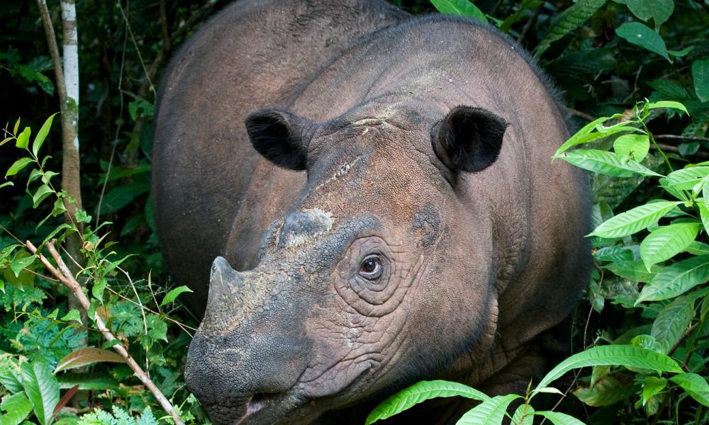 Sumatran rhino in forest brush