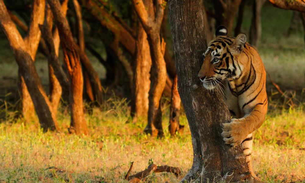 Tiger among the trees Ranthambore National Park, India