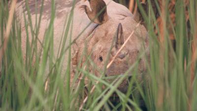 Asian rhino hiding in grass