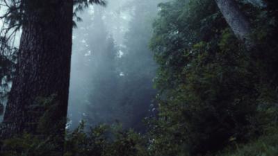 Temperate rainforest Kaghan Valley, Himalayas 