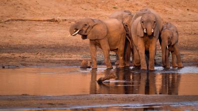 A herd of African elephants ( Loxodonta africana ) drinking from a watering hole