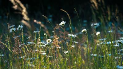 Backlit wildflower meadow in the golden light Backlit wildflower meadow in the golden light