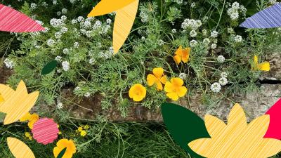 Plants