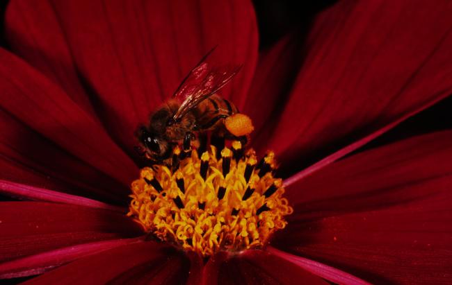 African honeybee