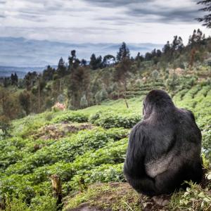Mountain gorilla (Gorilla beringei beringei) silverback sitting on boundary wall between Volcanoes National Park and a Potato crop, looking into valley. Area to be restored to forest. Rwanda.
